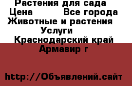 Растения для сада › Цена ­ 200 - Все города Животные и растения » Услуги   . Краснодарский край,Армавир г.